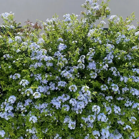 Blue Breath Scauri (Sicily)